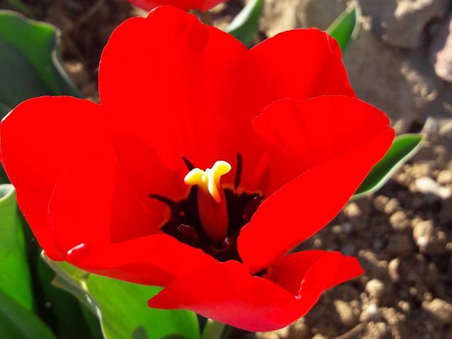 Tulipan - Foto: RTRS