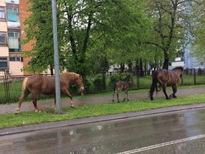Konji šetaju Banjalukom (Foto: Georgije Mihajlovic/Twitter screenshot) - 