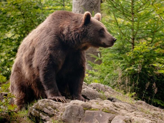 Lovac povrijeđen u napadu medvjeda
