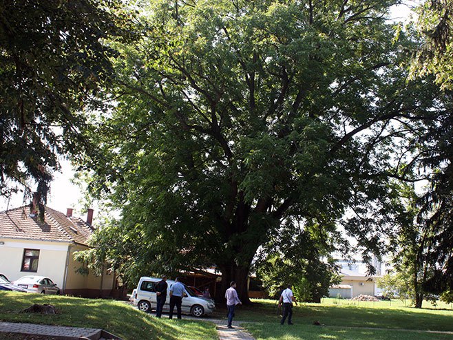 Stablo oraha u Novoj Topoli - Foto: SRNA
