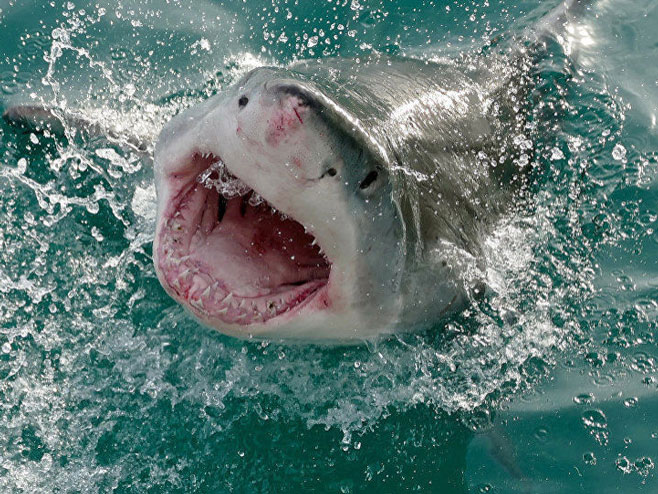 Velika bijela ajkula (Foto: Bernard Dupont / Great White Shark) - 