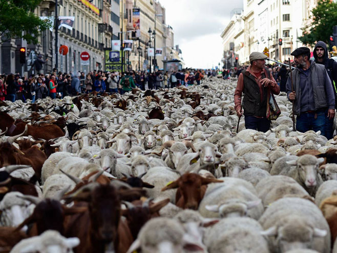Ovce na ulicama Madrida - Foto: AFP/Getty images
