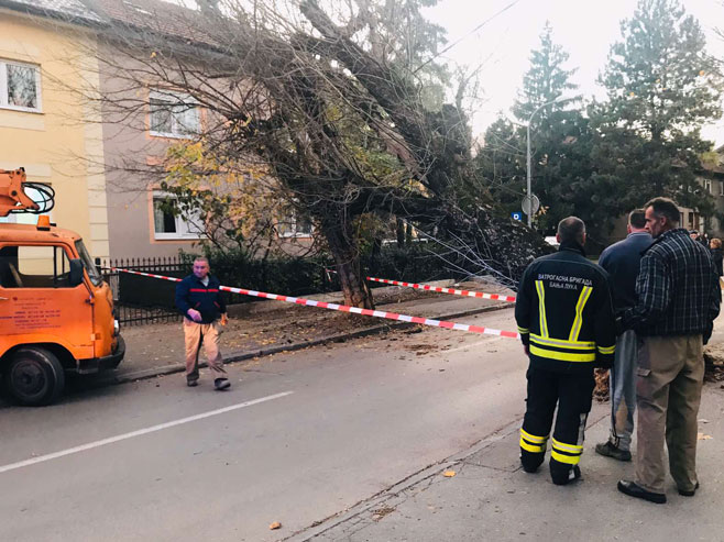 Srušilo se drvo u Banjaluci (ilustracija) - Foto: RTRS