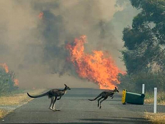 Požari u Australiji (foto: twitter.com/ArjunGhimire_7) - 