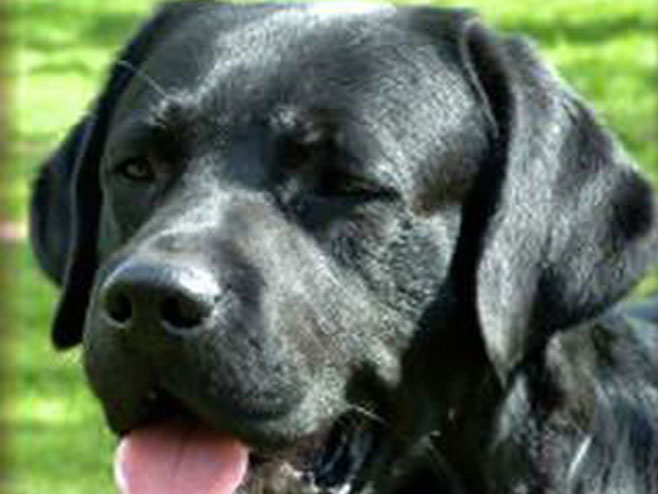 Labrador (foto:zigic.rs) - 