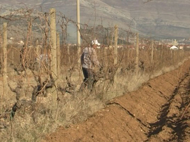 Povoljne temperature zadale hercegovačkim vinogradarima pune ruke posla - od rezidbe zavisi kvalitet grožđa (VIDEO)