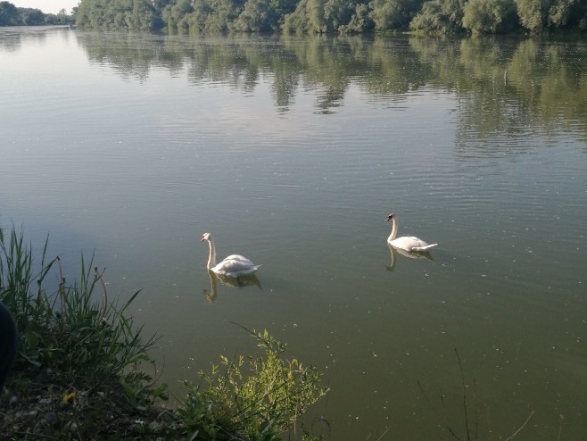 Potvrđena pojava ptičjeg gripa na istoku Slovenije