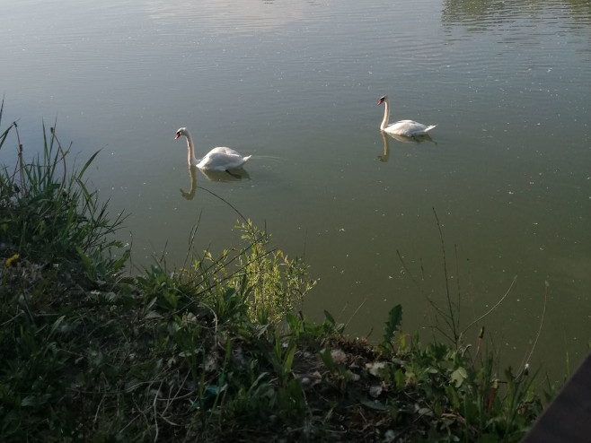 Labudovi - Foto: RTRS