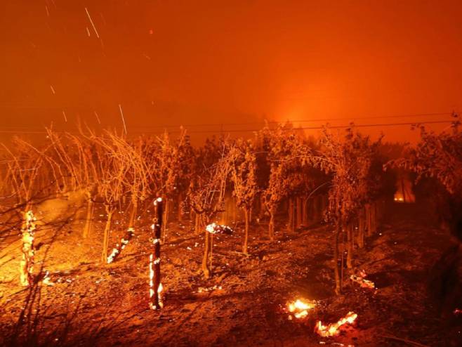 Gore vinogradi u Kaliforniji - Foto: Screenshot