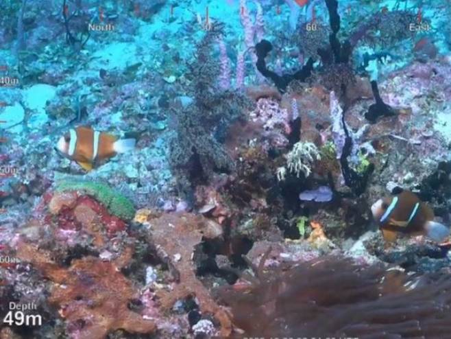 Koralni greben (foto: SCHMIDT OCEAN INSTITUTE) - 