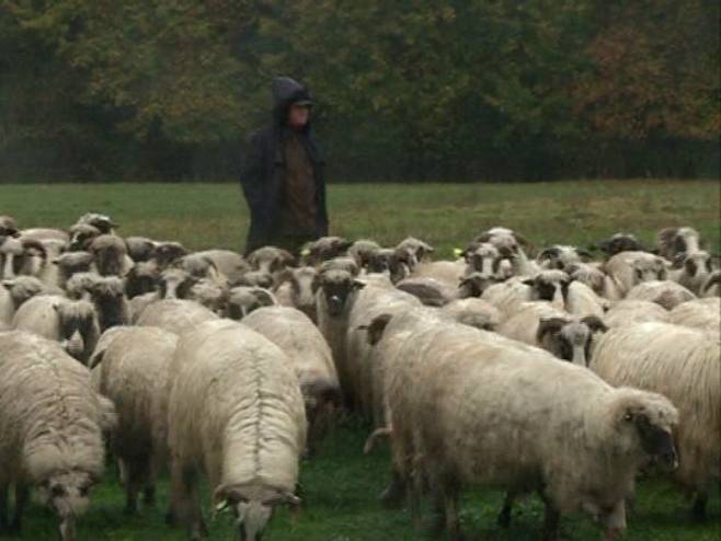 Semberski ovčar - Foto: RTRS