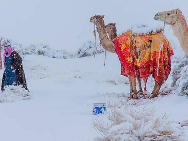 Prvi put posle pola vijeka snijeg prekrio pustinju, kamile se smrzavaju - Foto: Twitter