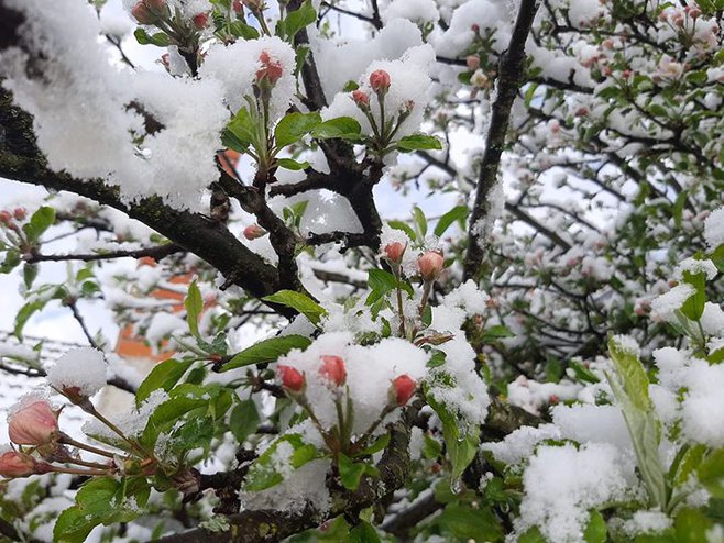 Proljetni snijeg (Ustupljena fotografija/Luka Bobar) - 