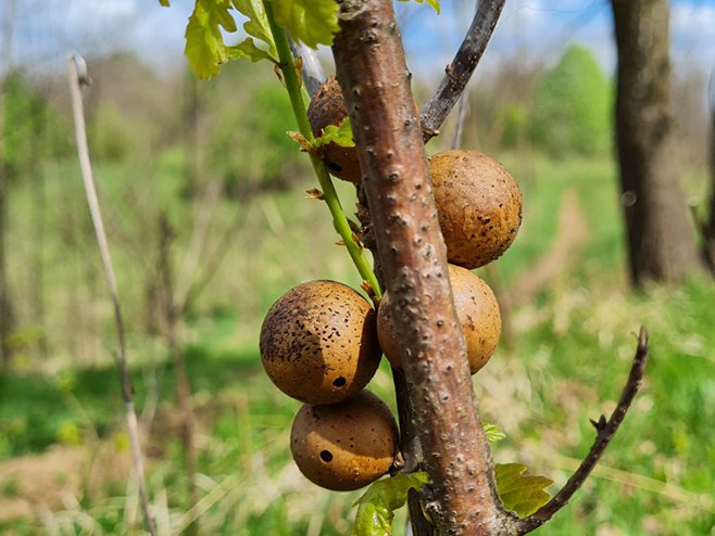 Promjenljivo - Foto: RTRS