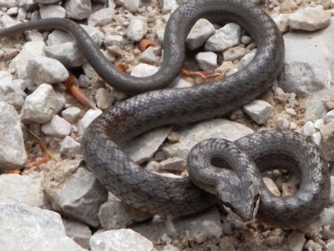 Toplo vrijeme izmamilo zmije - seruma ima dovoljno, ali budite oprezni (VIDEO)