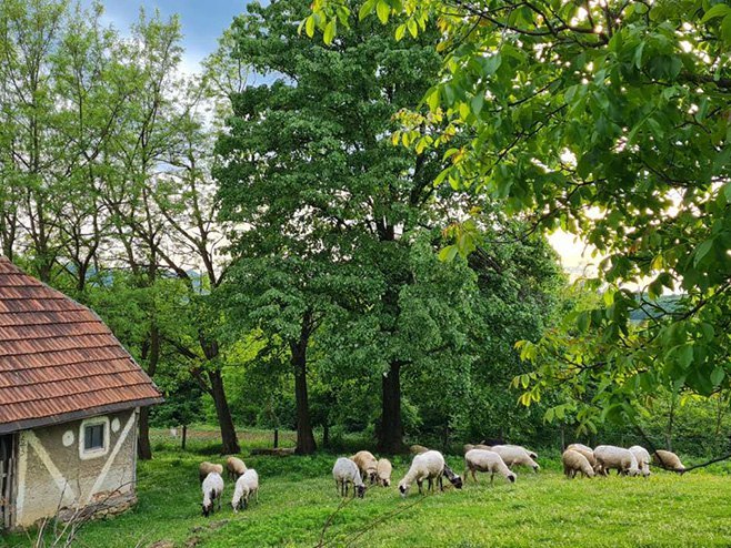 Selo-ovce - Foto: RTRS
