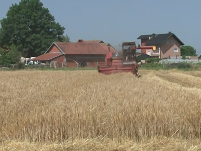U Lijevče polju radari privode kraju žetvu ječma (VIDEO)