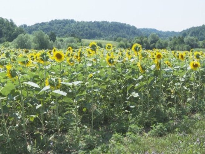 Uzgoj suncokreta - Foto: RTRS