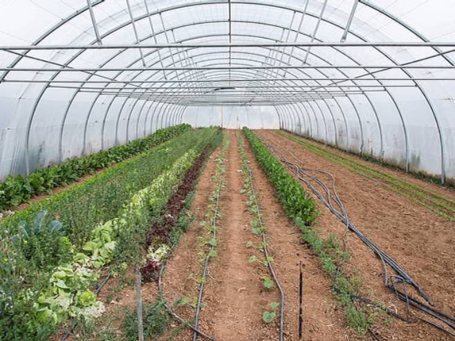 Za semberske povrtare nema odmora; Počeo novi ciklus proizvodnje u plastenicima (VIDEO)