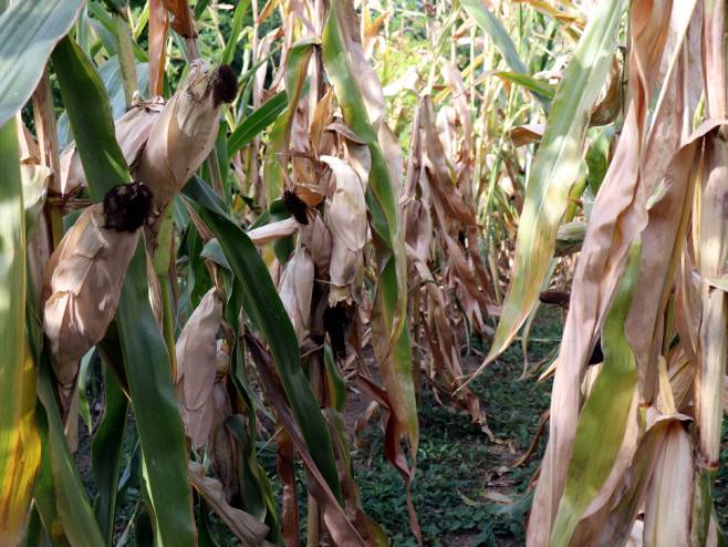 Suša uništila rod kukuruza - Foto: TANЈUG
