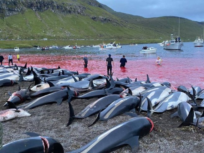 Masakr delfina na Farskim ostrvima (foto: seashepherdglobal.org) - 
