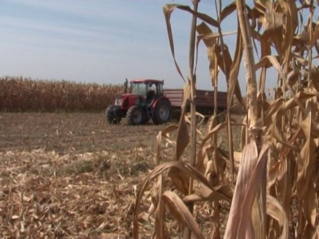 Povoljne vremenske prilike idu naruku ratarima: Završava se berba kukuruza (VIDEO)