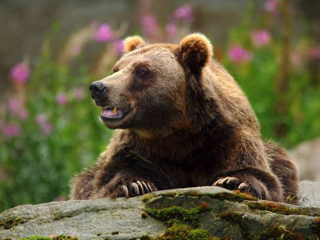 U Јapanu bivši vojnici i policajci pozvani u pomoć zbog napada medvjeda