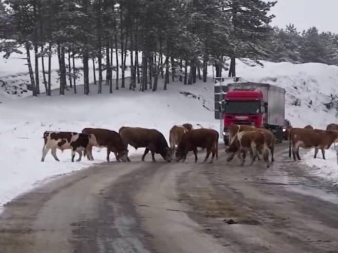 Krave i koze "blokirale" put na Zlatiboru (Foto: Tanjug/Screenshot) - 