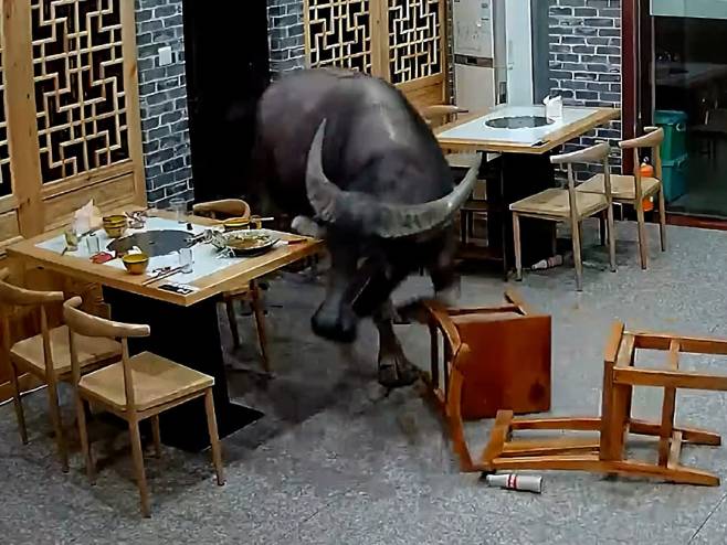 Kina: Bik uletio u restoran - Foto: Screenshot