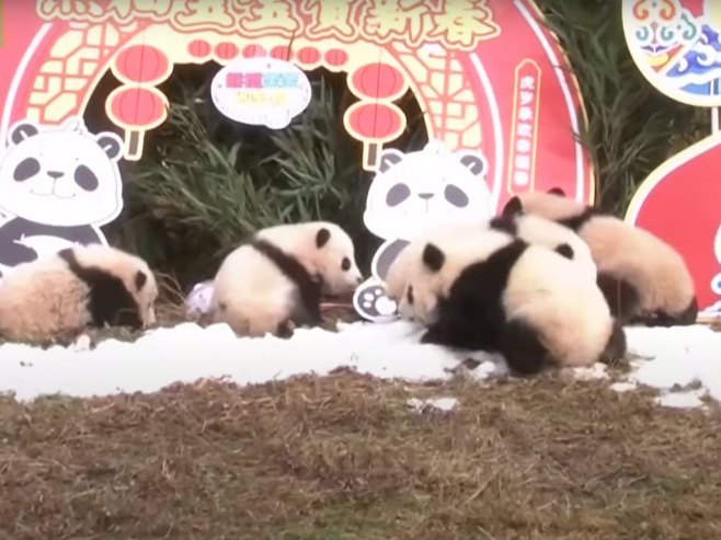 Bebe panda poželjele srećnu kinesku Novu godinu - Foto: Screenshot/YouTube