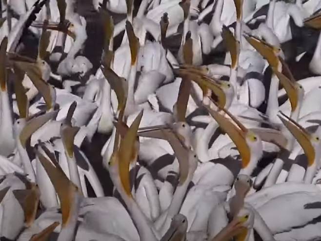 Pelikani u Meksiku Pelikani u Meksiku - Foto: Screenshot/YouTube
