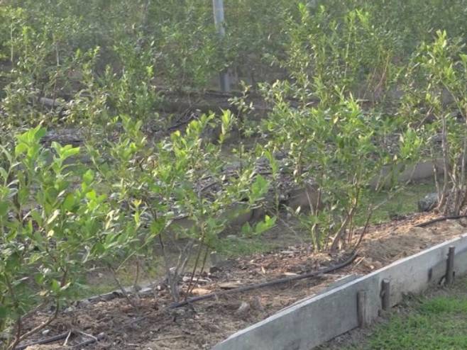 Aronija Aronija - Foto: RTRS