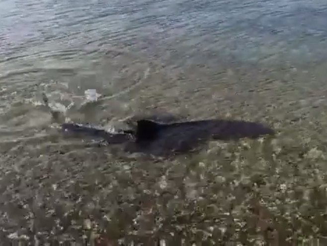 Ustalasati emulzija puzati  Morski pas snimljen u plićaku blizu Medulina (VIDEO)