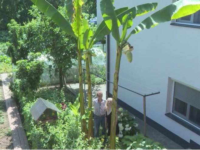 Mali tropski raj u Doboju - egzotično voće u porodičnom vrtu (VIDEO)