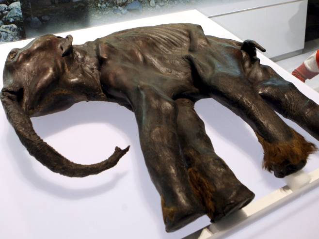 Mumificirana beba mamuta, arhiv (Foto: EPA/Franz-Peter Tschauner) - 