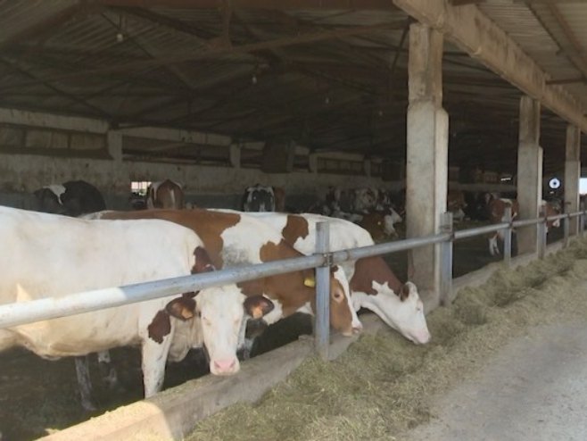Visoke temperature negativno se odražavaju na životinje i proizvodnju mlijeka (VIDEO)