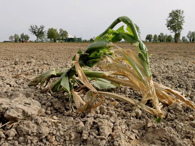 Suša na poljima u Italiji (Foto: EPA-EFE/Filippo Venezia) - 