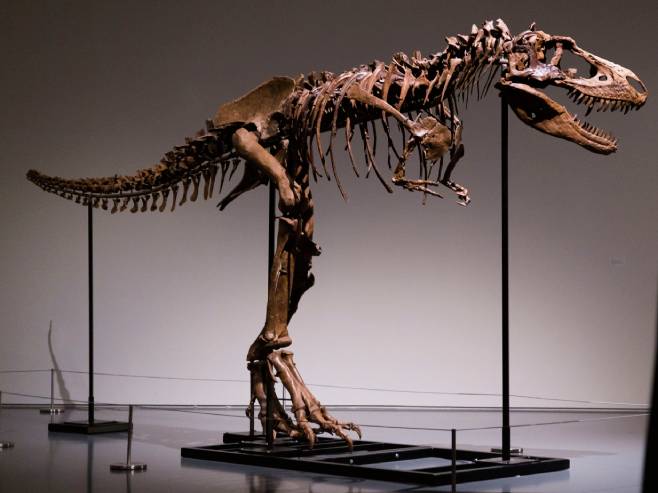 Kostur Gorgosaurusa na aukciji (Foto: EPA-EFE/JUSTIN LANE) - 