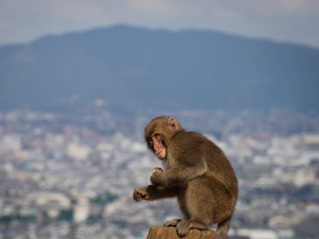 Japanski makaki majmun (Foto ilustracija:  EPA-EFE/DAI KUROKAWA) - 