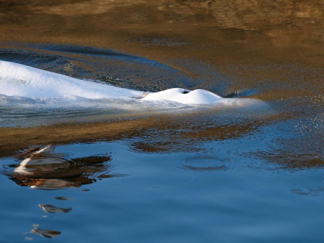 Bijeli kit iz Sene (Foto: EPA-EFE/BENOIT TESSIER / POOL MAXPPP OUT) - 