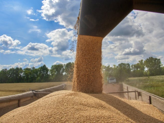 MIP Rusije: Žito krenulo, globalne gladi neće biti