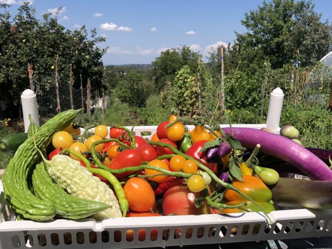 Na imanju porodice Trnić više od 150 vrsta povrća, a uspijevaju i mandarine (FOTO)