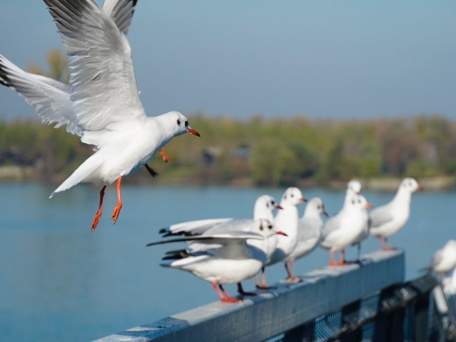 Јesen (Foto: FOTO TANJUG/ VLADIMIR SPORCIC) - 