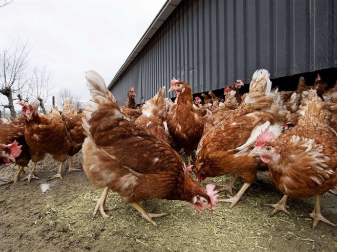Kokoške (Foto: ilustracija, EPA-EFE/OLAF KRAAK) - 