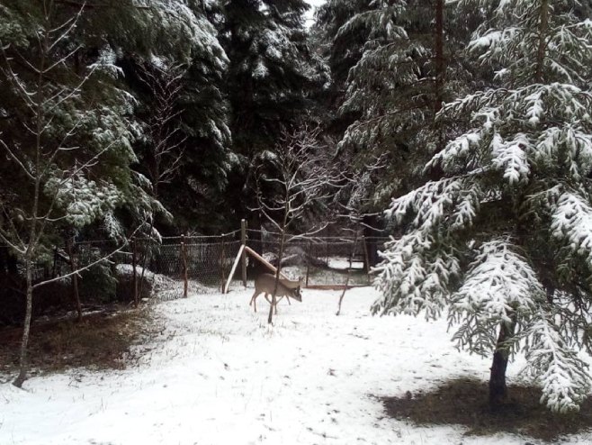 Prvi snijeg na obroncima planine Klekovača - Foto: RTRS