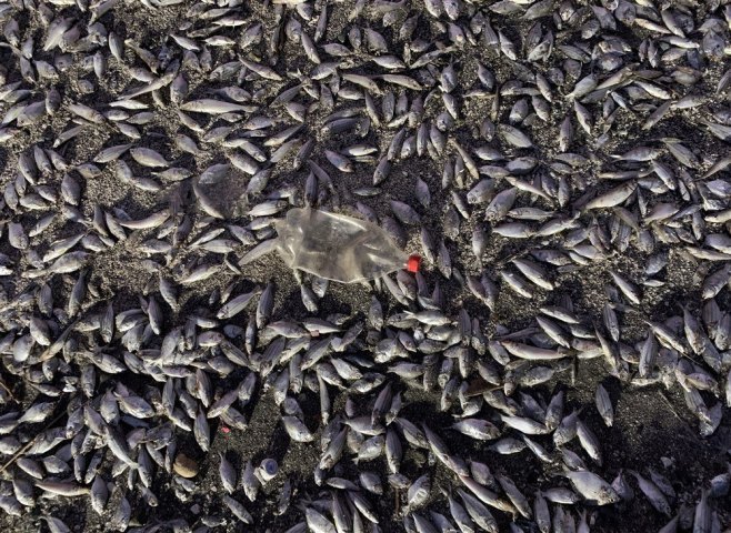 Pomor riba (Foto: EPA-EFE/FRANCIS R. MALASIG/ilustracija) - 