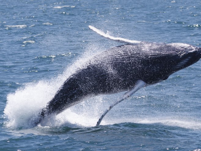 Kit (Foto: EPA-EFE/CJ GUNTHER) - 