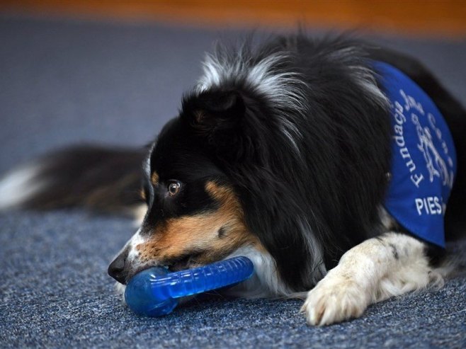 Terapijski pas (Foto: EPA-EFE/Bartlomiej Zborowski POLAND OUT/ilustraciju) Terapijski pas (Foto: EPA-EFE/Bartlomiej Zborowski POLAND OUT/ilustraciju) -