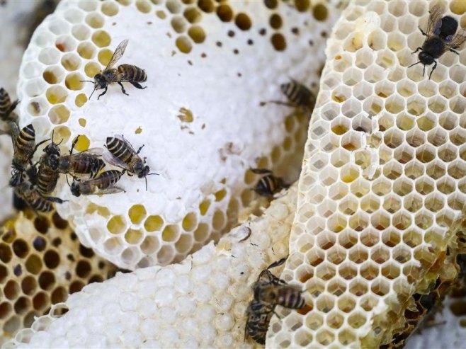 Pčele (Foto: EPA-EFE/FAZRY ISMAIL/ilustracija) - 