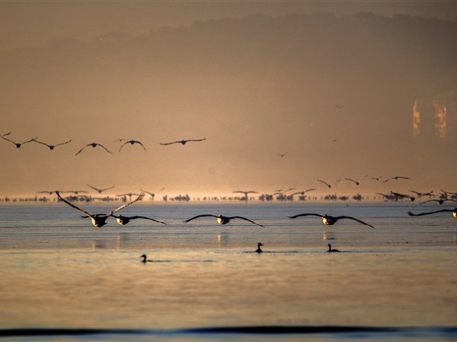 Na Skadarskom jezeru živi 165 odraslih pelikana